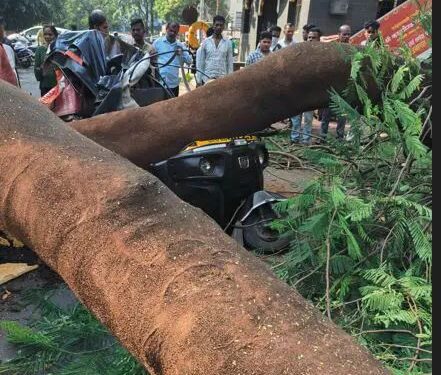 दशभुजा गणपती मंदिराजवळ रिक्षावर झाड पडून 4 जण जखमी