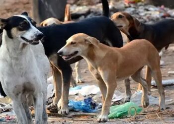 पुण्यात ९ महिन्यात तब्बल दहा घटना उघडकीस, भटक्या श्वानांना क्रुरतेची वागणूक..