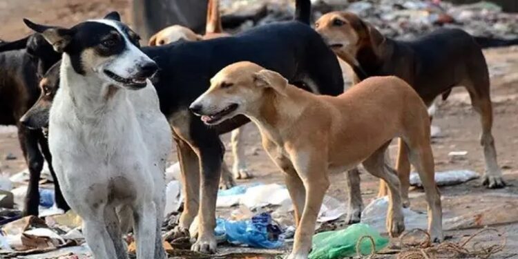 पुण्यात ९ महिन्यात तब्बल दहा घटना उघडकीस, भटक्या श्वानांना क्रुरतेची वागणूक..