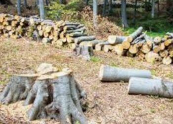 छत्रपती शिवाजीनगर पुणे येथे उद्यान विभागाचा बेकायदेशीर वृक्षतोडीसाठी  काम करणारा विकास कोण आहे ????