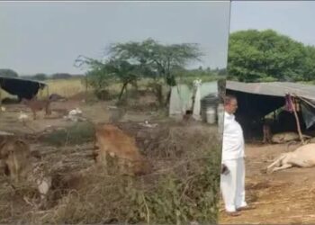 निरगुडसर मध्ये  २० गायींचा मृत्यू , ४० जनावरांची प्रकृती चिंताजनक बटाट्याचा पाला खाल्ल्याने गायींना विषबाधा…