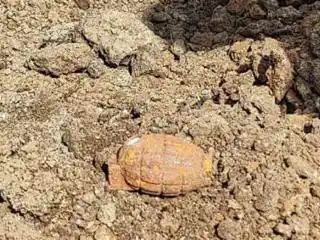 बाणेर येथील ‘आयसरल इन्स्टिट्यूट’ येथे मेट्रोच्या कामाच्या ठिकाणी जुने हँडग्रेनेड आढळले !