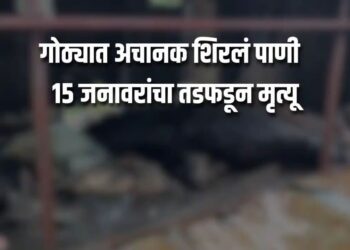 वारजे इथं एकाच गोठ्यातील १५ जनावरं मृत्यूमुखी पडल्याची…शेतकऱ्याला मोठा धक्का