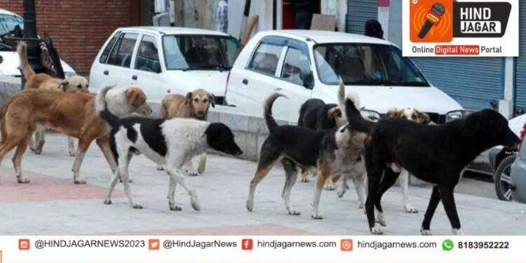 पुणे-पिंपरीत 3 वर्षांत 80,000 लोकांना भटक्या कुत्र्यांचा चावा..विधान परिषदेत आमदार अमित गोरखे यांनी उपस्थित केला मुद्दा..